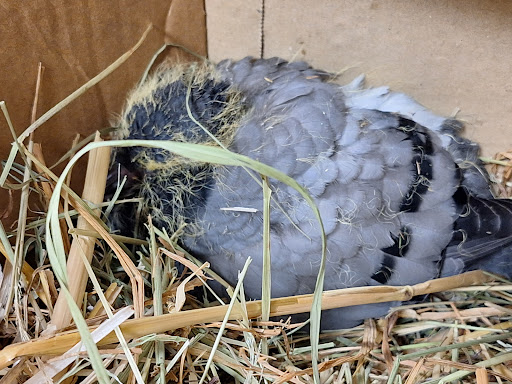 Point relais Hirondelle, Centre de Soins pour Animaux Sauvages - France