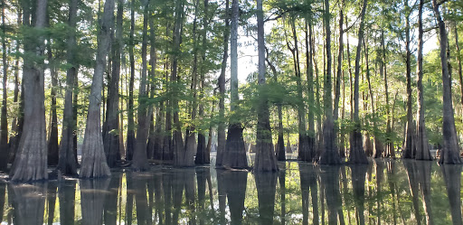 Swamp Base Gallery - United States