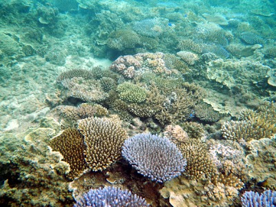 Photos of Oneta Resort
