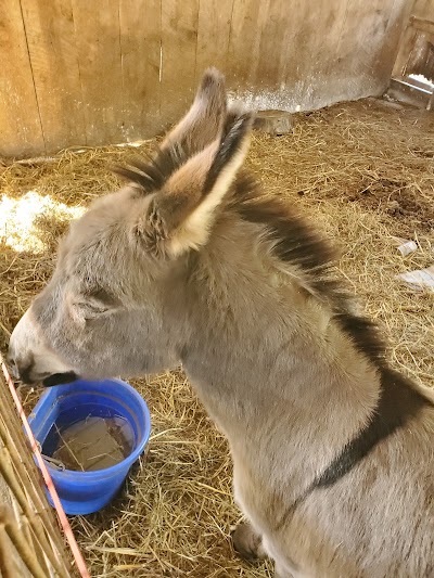 Barnyard Friends & Stables