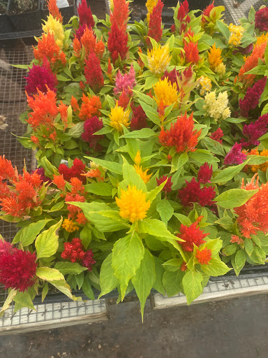 Greenhouse Neepawa The