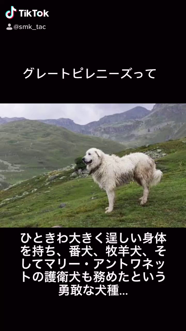 【札幌 犬の介護 老犬ホーム】ティアハイム・ノア