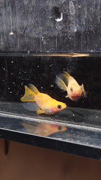 横須賀メダカフィールド