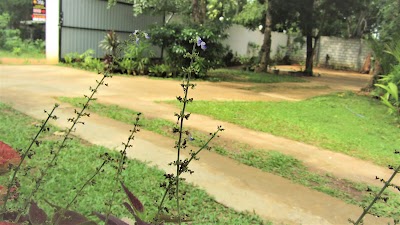 Photos of Pura sanda villa