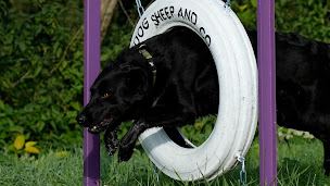 Photo n°5 de DOG SHEEP AND CO GACÉ à Gacé (Dresseur pour chiens)