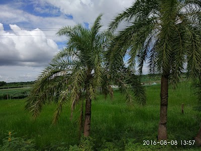 Photos of Buffalo Breeding and Development Farm