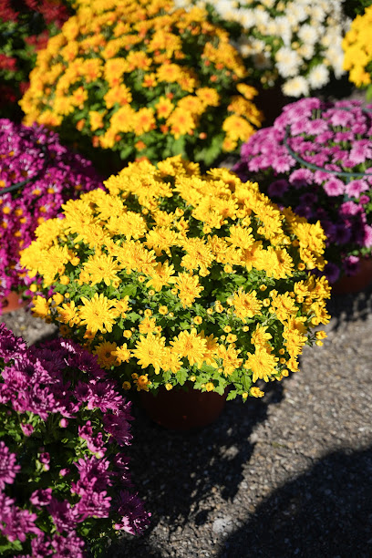 Ets HORTICOLE BOYER