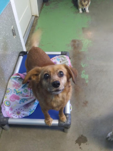 Little Paws Pet Resort Inc - Thumbnail