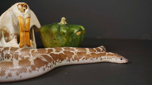 KC Exceptional Breeding - Visual