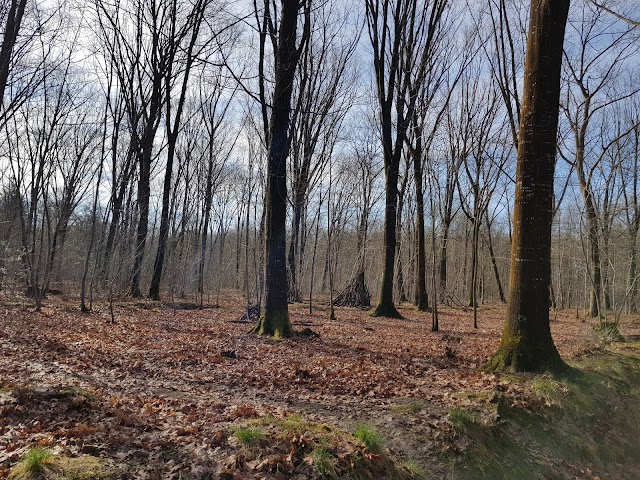 Foret Domaniale de Bastard