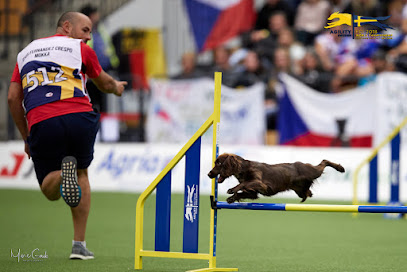 Residencia canina en Madrid y agility - Mi perro 10