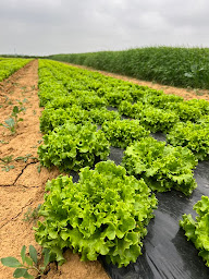 Photo n°13 de Terroir Légumier à Blessonville (Maraîcher)