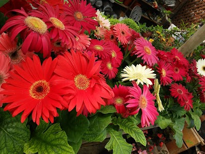 Photos of Vivero Las Higueras