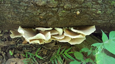 Photos of Glenholme Nature Reserve