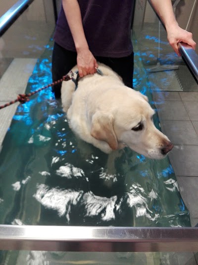 Photos of Dog Fitness Ambulatorio Veterinario