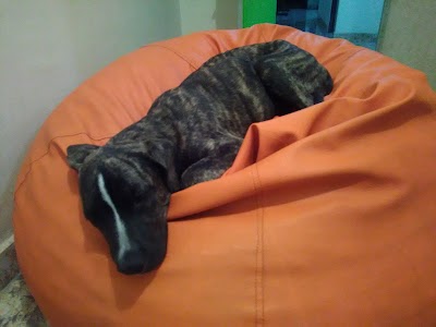 Photos of Serprovet-Centro Veterinario
