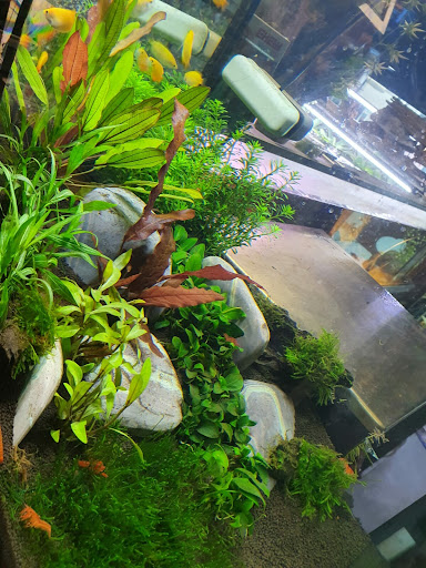 Aquariumexpert Zoetermeer Gallery - Netherlands