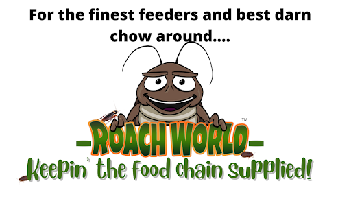 Roach World - Visual