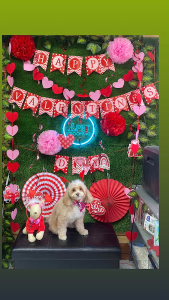 Best Friend Pet Shop