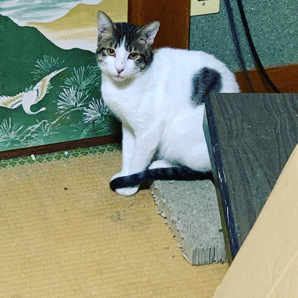 一般社団法人 グラビューハート