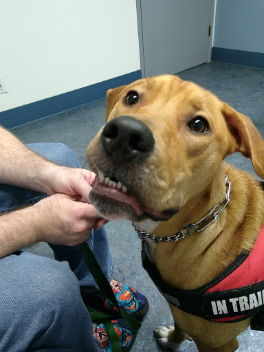 Chehalis Centralia Veterinary Hospital - Thumbnail