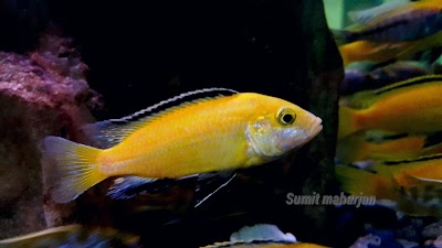 Photos of Kohinoor Aquarium