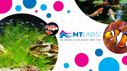 NT Labs - Visual