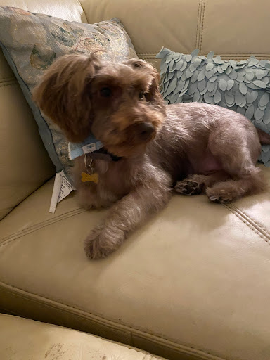 King Grooming - Visual
