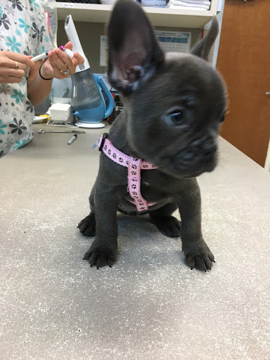 LazyPaw Animal Hospitals Gallery - United States