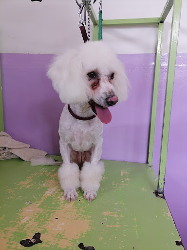 Clínica Veterinaria Abc