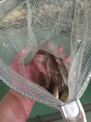 Harrington & Sons Bait Co. - Thumbnail