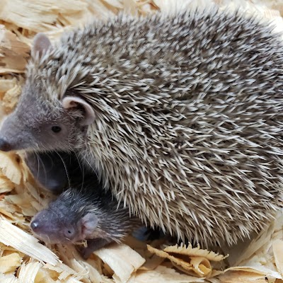 Hands Hedgehogs