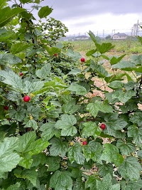 赤城ブルーベリー齋藤農園