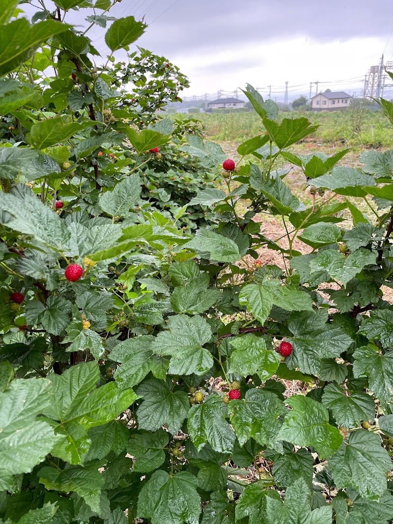 赤城ブルーベリー齋藤農園