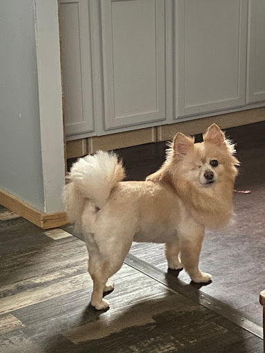 Steve & Leslie's Grooming Gallery - United States