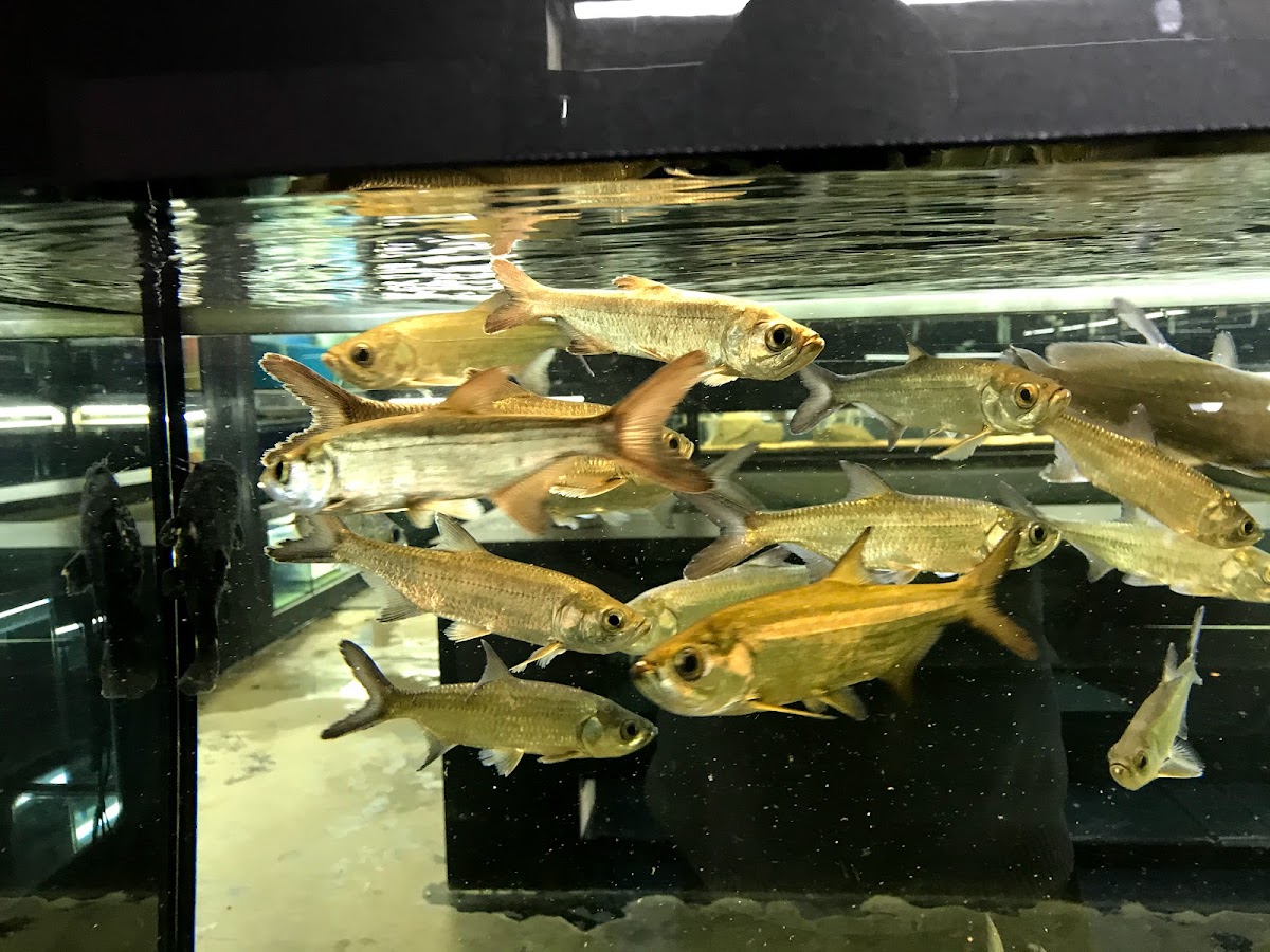 Sims Tropical Fish Limited
