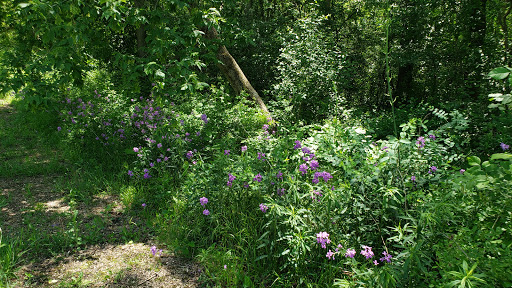Barrington Road Pond - Thumbnail