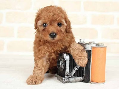 ペッツファースト 町田店