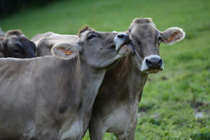 Photo n°13 de La Ferme de l'Adroit à Val-d'Isère (Vacances à la ferme)