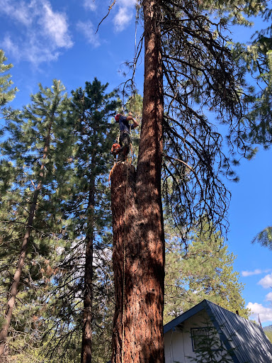 Tony's Tree Service - Thumbnail
