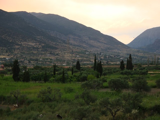 Tolofon