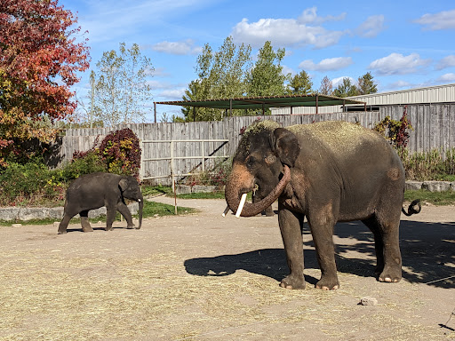 African Lion Safari - Thumbnail