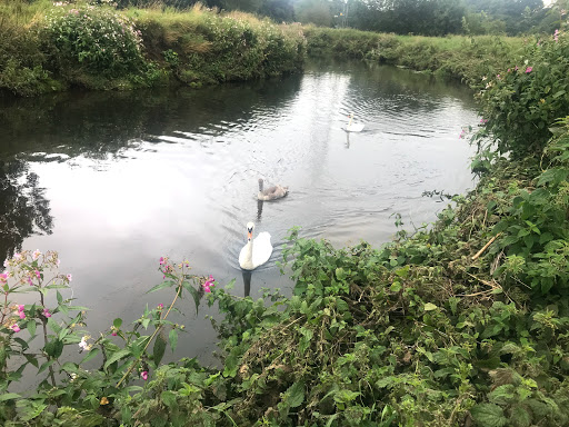 Manor House Cottage Fishery - Private Site - Thumbnail