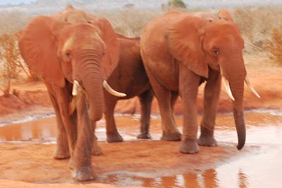 Photos of Tsavo West National Park