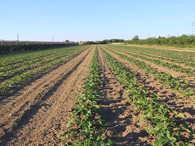 AL CHIOSCO FRUTTA E VERDURA AZIENDA BIOLOGICA FORLIMPOPOLI - Forlimpopoli, Provincia di Forlì-Cesena