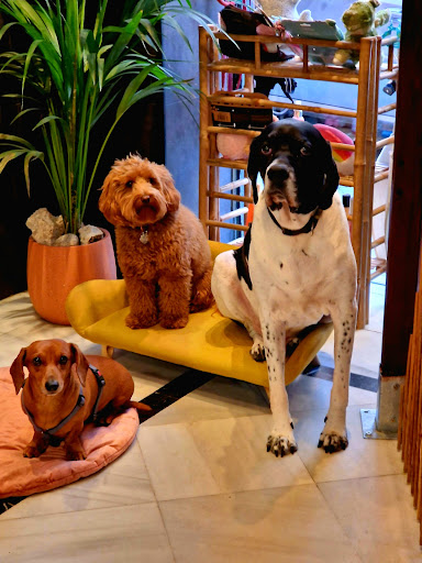 Hotel para perros COVIS Madrid Guardería Canina