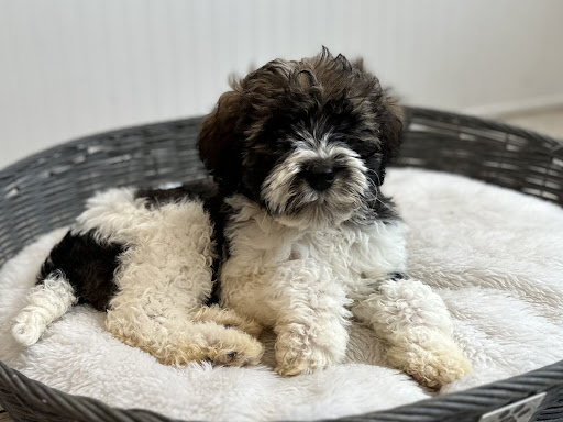 Spot On Puppies - Thumbnail