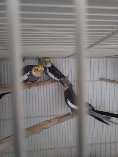 Maryland Exotic Birds Inc - Thumbnail