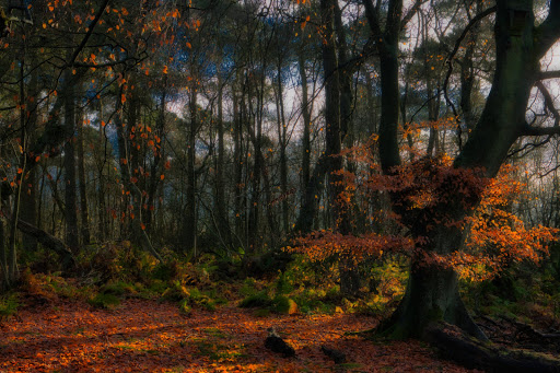 Hermand Birch Wood - Thumbnail