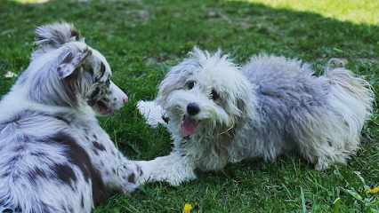 Tazito’s Dog Daycare and Boarding, LLC